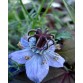 543325-nigella-papillosa-midnight-blue
