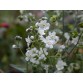 543800-omphalodes-linifolia-little-snow-white
