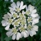 543900-orlaya-grandiflora