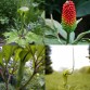 574720-arisaema-tortuosum