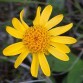 574800-arnica-montana