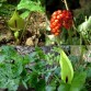 574905-arum-maculatum