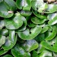 575000-asarum-europaeum