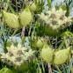 575130-asclepias-fruticosus