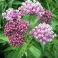575140-asclepias-incarnata-soulmate