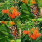 575250-asclepias-tuberosa