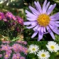 575600-aster-alpinus-trimix