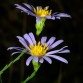 575620-aster-azureus
