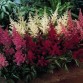 575900-astilbe-colorful-magic