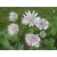 575930-astrantia-involucrata-shaggy