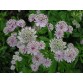575950-astrantia-major