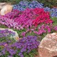 576200-aubrieta-cultorum-large-flowered-mix