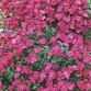 576400-aubrieta-cultorum-red-king