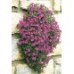 576430-aubrieta-cultorum-violet-queen