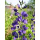576500-baptisia-australis
