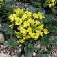 576520-barbarea-rupicola-sunnyola