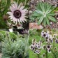 577080-berkheya-purpurea