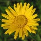 577200-buphthalmum-salicifolium