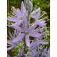 577550-camassia-leichtlinii-ssp-suksdorfii