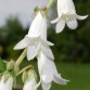 577785-campanula-alliariifolia-alba