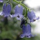 577790-campanula-barbata
