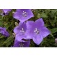 577800-campanula-carpatica-blauw