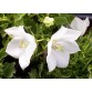 578000-campanula-carpatica-wit