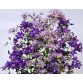 578150-campanula-lactiflora-new-hybrids-mixed