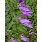 578160-campanula-latifolia-amethyst