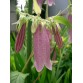 578840-campanula-punctata-beetroot