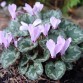 583200-cyclamen-mirabile