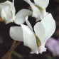 583260-cyclamen-repandum-album