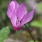 583280-cyclamen-repandum
