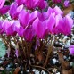 583305-cyclamen-hederifolium-dark-rose