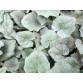 583310-cyclamen-hederifolium-silver-leaf-rose