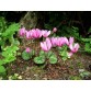 583320-cyclamen-purpurascens