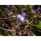 583330-cymbalaria-muralis