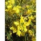 583362-cytisus-scoparius