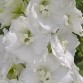 583500-delphinium-hybride-dwarf-snow-white-casablanca