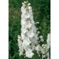 583510-delphinium-hybride-galahad-white-fountain