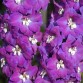 583540-delphinium-hybride-king-arthur