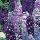 583550-delphinium-hybride-magic-fountains-blue