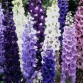 583750-delphinium-hybride-standard-mixed-avalon