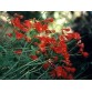 583850-delphinium-nudicaule-laurin