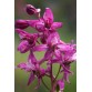 583890-delphinium-purpusii