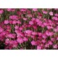 584800-dianthus-deltoides-brilliant