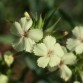 584845-dianthus-knappii