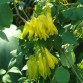 585050-dicentra-scandens-golden-tears