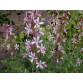 585090-dictamnus-albus-var-purpureus