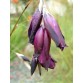585100-dierama-hybrida-blackbird